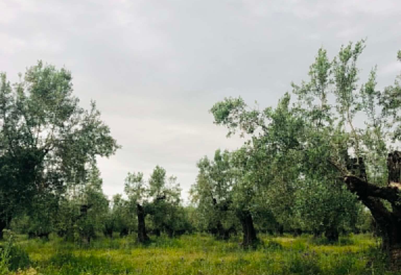 Read more about the article Σε δυο… φάσεις η πληρωμή οικολογικών σχημάτων και συνδεδεμένων ενισχύσεων