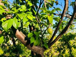 Read more about the article Αποζημιώσεις προανθικού 800 ευρώ στα κεράσια και 630 ευρώ το στρέμμα στα βύσσινα