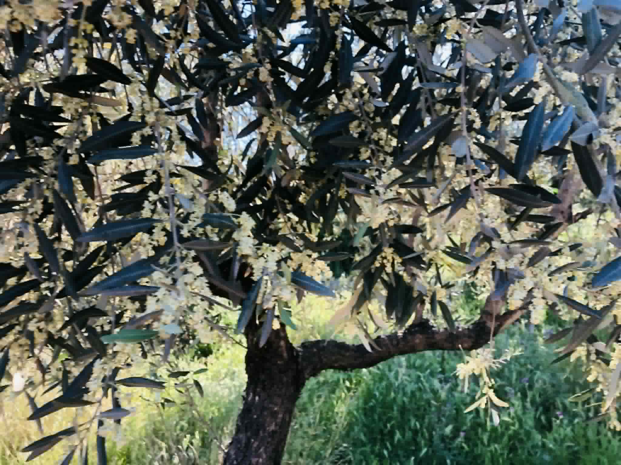 You are currently viewing Κονσερβολιά: Μειωμένη σε σχέση με την ανθοφορία και ανομοιόμορφη καρπόδεση