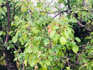 Read more about the article Πρώτα έγκριση υπουργείων – ΕΕ, μετά πληρωμές αποζημιώσεων προανθικού