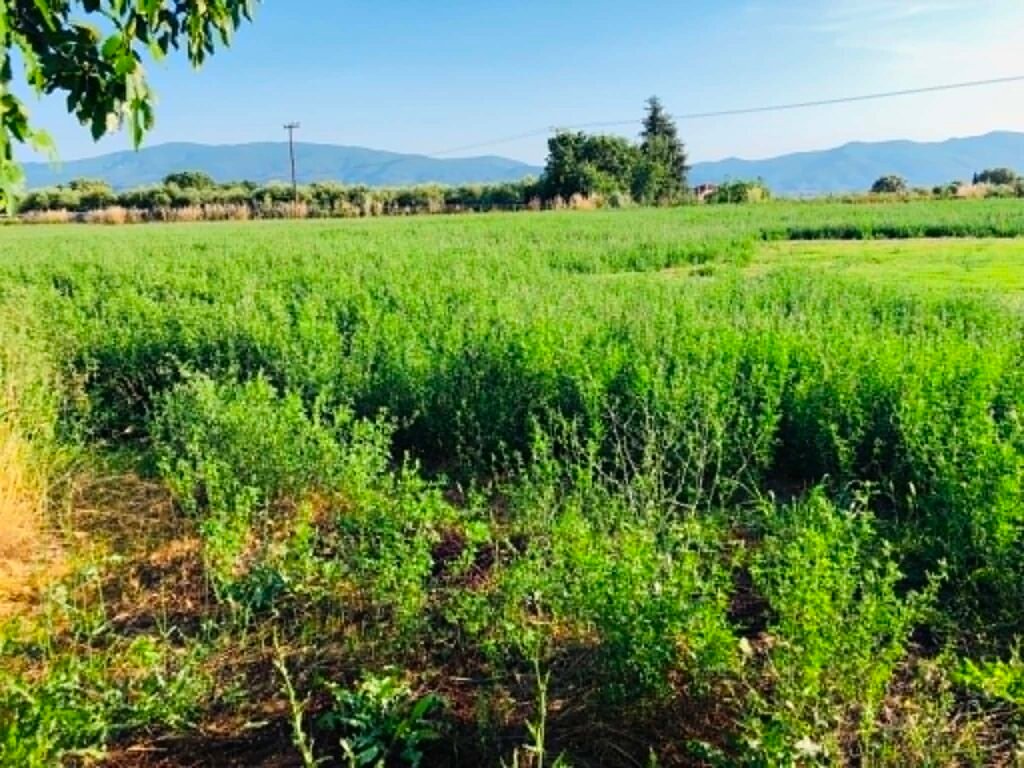 Εκτός de minimis μηδικής όσοι δηλώνουν τριφύλλι στο ΟΣΔΕ
