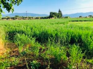 Read more about the article Στα 25 με 28 λεπτά “πέταξαν” τα καθαρά τριφύλλια