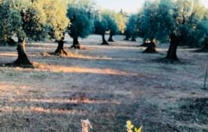 Read more about the article Μέτρο – έκπληξη για το κόστος παραγωγής από Μητσοτάκη