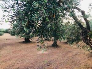 Read more about the article Eco Schemes: Παραγωγοί ζητούν να ανοίξουν ενστάσεις και να γίνει συμπληρωματική πληρωμή