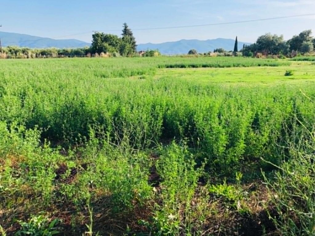 Καταγγελία για "κουρεμένο" ποσό στα de minimis μηδικής