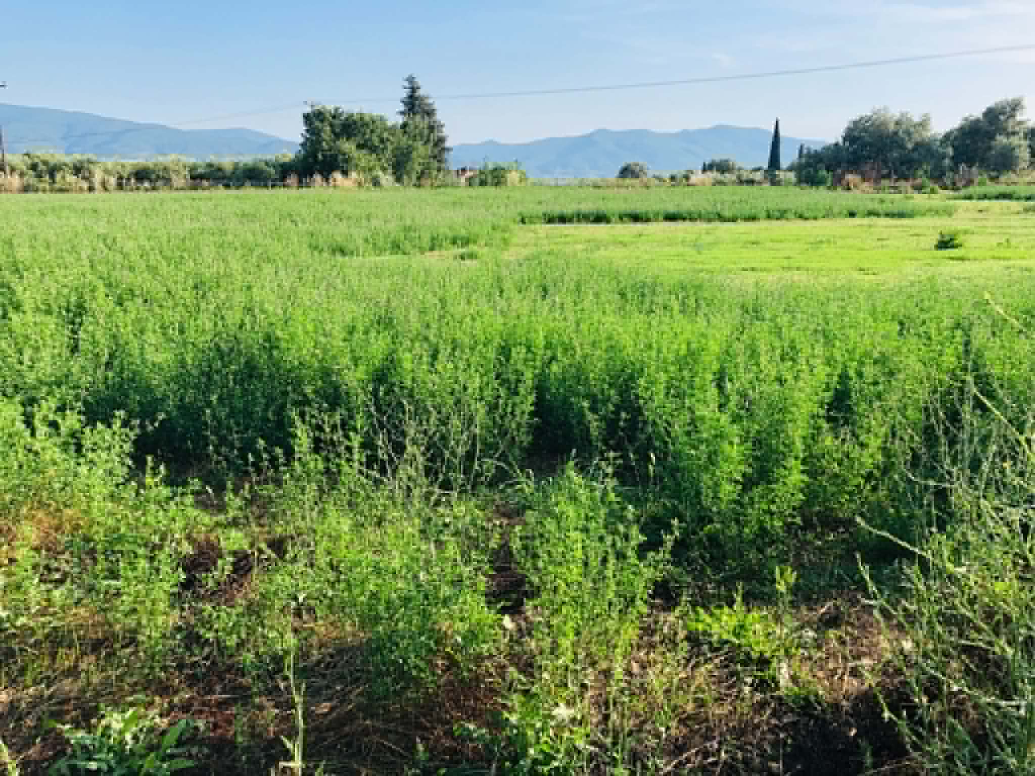 Read more about the article Καταγγελία για “κουρεμένο” ποσό στα de minimis μηδικής