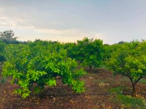 Read more about the article Στο Μέτσοβο η 2η συνεδρίαση για τη νέα ΚΑΠ