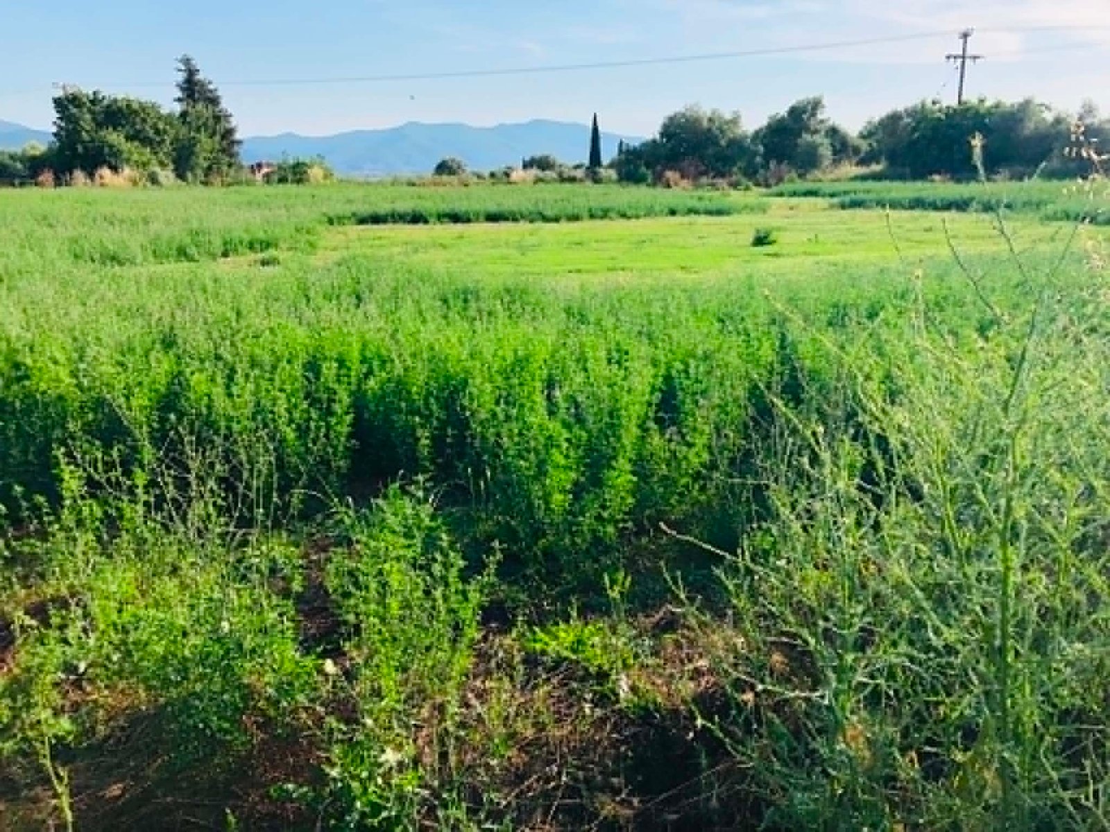 Read more about the article Η αγροτική επιχειρηματικότητα στην Ελλάδα