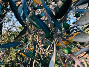 Read more about the article Χαλκιδική: Προβλήματα σε ελαιώνες και μειωμένη παραγωγή φέτος, απώλειες για όσους αποθήκευσαν