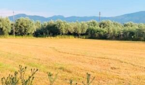 Read more about the article Στα 25 λεπτά το κιλό η τιμή που ακούγεται για τα καλά σκληρά, οι βροχές τα επηρέασαν