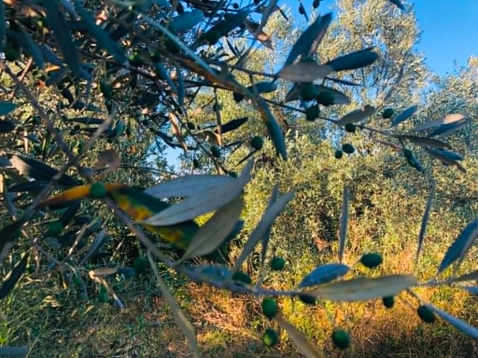 You are currently viewing Τέλος τα 50άρια και 60άρια, οι ακαρπίες ρίχνουν στο μισό τα μεροκάματα
