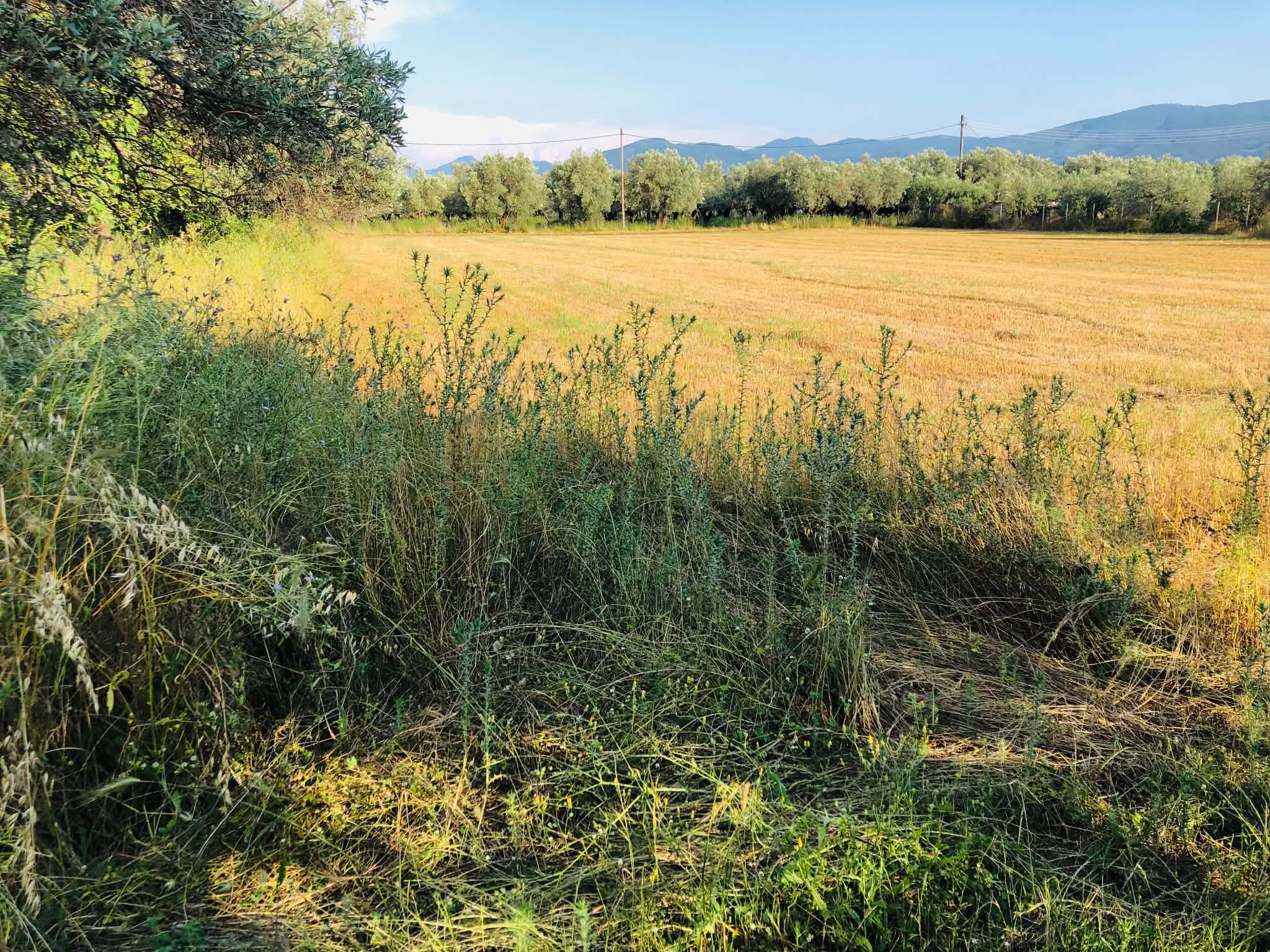 Read more about the article Ανδριανός: Προγραμματισμός για άνοιγμα ΟΣΔΕ έως 22/06, εξετάζεται το πλαίσιο της Κάρτας Αγρότη