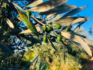 Read more about the article Νέο Διοικητικό Συμβούλιο στη ΔΟΕΠΕΛ, πρόεδρος ο Μπαλτάς από την Αιτωλοακαρνανία
