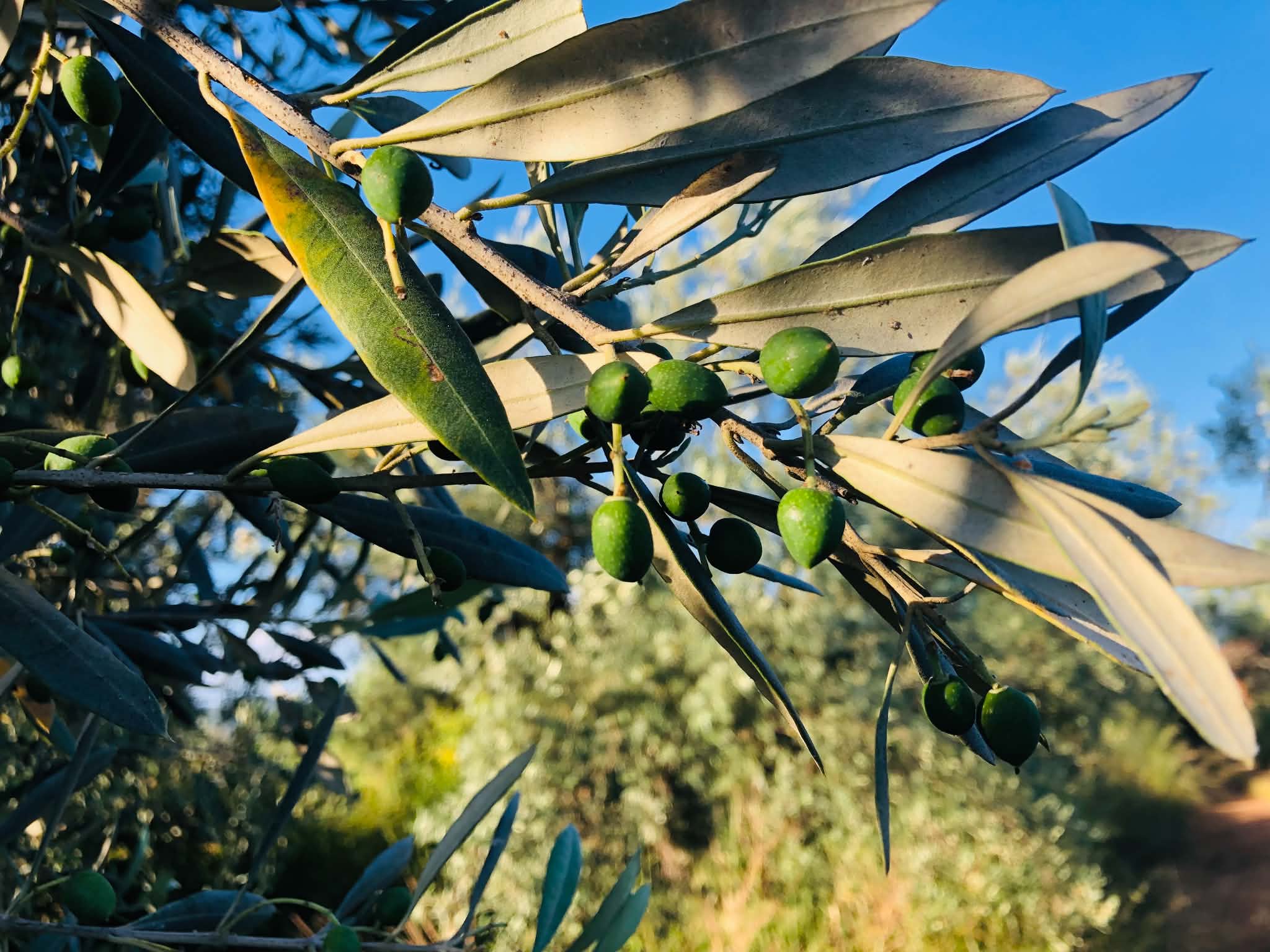 Read more about the article Νέο Διοικητικό Συμβούλιο στη ΔΟΕΠΕΛ, πρόεδρος ο Μπαλτάς από την Αιτωλοακαρνανία