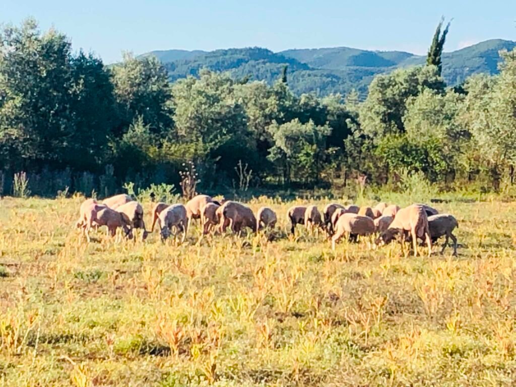 "Οι παρεμβάσεις της κυβέρνησης δεν έχουν καταφέρει να ανακόψουν τη συρρίκνωση του κτηνοτροφικού τομέα"