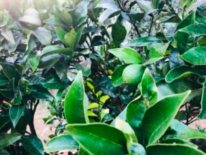 Read more about the article «Χάνεται» η διαδικασία μετά το χωράφι λένε παραγωγοί των Καλυβίων