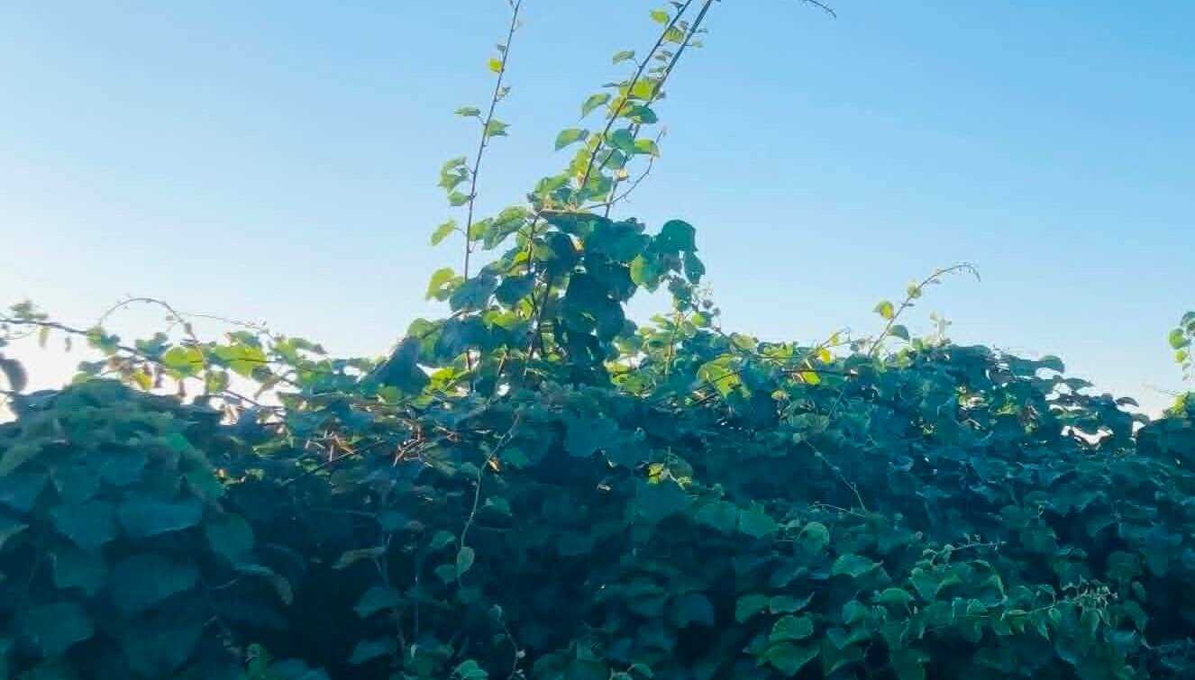 You are currently viewing Από την καρπόδεση στην ωρίμανση: Πώς αυξάνεται ο καρπός του ακτινιδίου