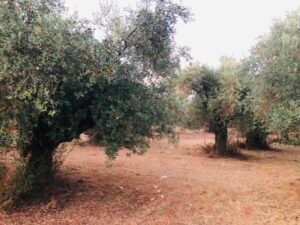 Read more about the article Εγκύκλιος για ακίνητα δημοσίου: Ποιες περιπτώσεις αντιμετωπίζει και τι λένε οι αγρότες