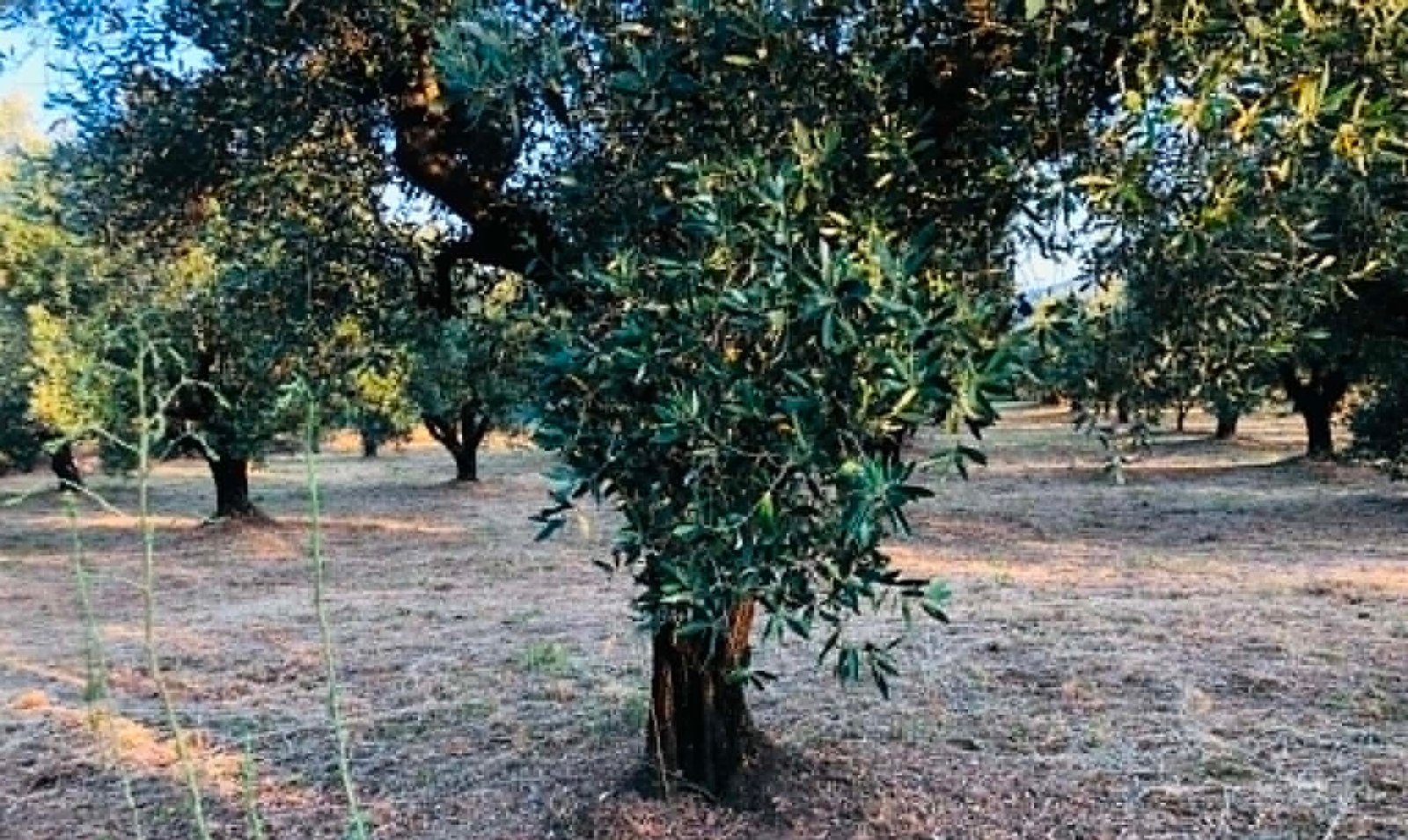 You are currently viewing Σύσταση και συγκρότηση ομάδας ελέγχου για τα ΟΕΦ