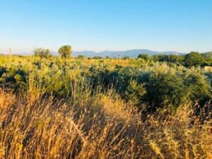 Read more about the article Βγήκαν τα αποτελέσματα για την Παρέμβαση Π3-75.1 «Εγκατάσταση Γεωργών Νεαρής Ηλικίας»