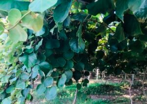 Read more about the article Νομοθετική παρέμβαση της κυβέρνησης για τη στήριξη των παραγωγών που επλήγησαν από τον καιρό