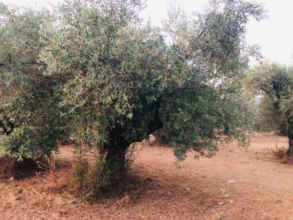 Δάκος στην Κρήτη: Ιδιαίτερα ευάλωτες μεγαλόκαρπες ποικιλίες ελιάς, ελαιώνες με χαμηλή έως μέτρια καρποφορία