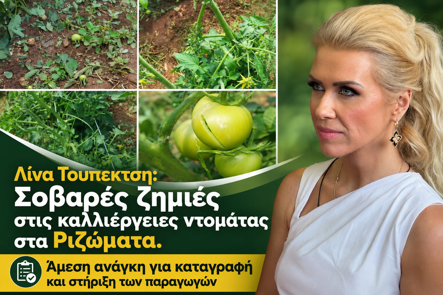 Read more about the article Τουπεκτσή: Σοβαρές ζημιές στις καλλιέργειες ντομάτας στα Ριζώματα