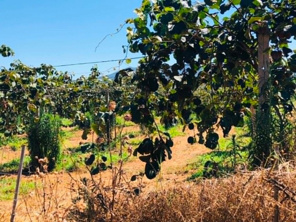 Παρουσία Μητσοτάκη εκδήλωση για τον Εθνικό Διάλογο για την ΚΑΠ στη Θεσσαλονίκη