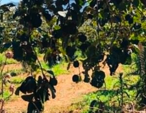 Read more about the article Ακτινίδιο: Αν παραμείνει στο φυτό ως την κατάλληλη περίοδο συγκομιδής, έχει τη δυνατότητα να αποκτήσει μεγαλύτερο τελικό βάρος