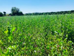 Read more about the article Η Ευρωπαϊκή Επιτροπή επιβεβαιώνει την επαναφορά της διαπίστευσης του Οργανισμού Πληρωμών της ΑΑΔΕ
