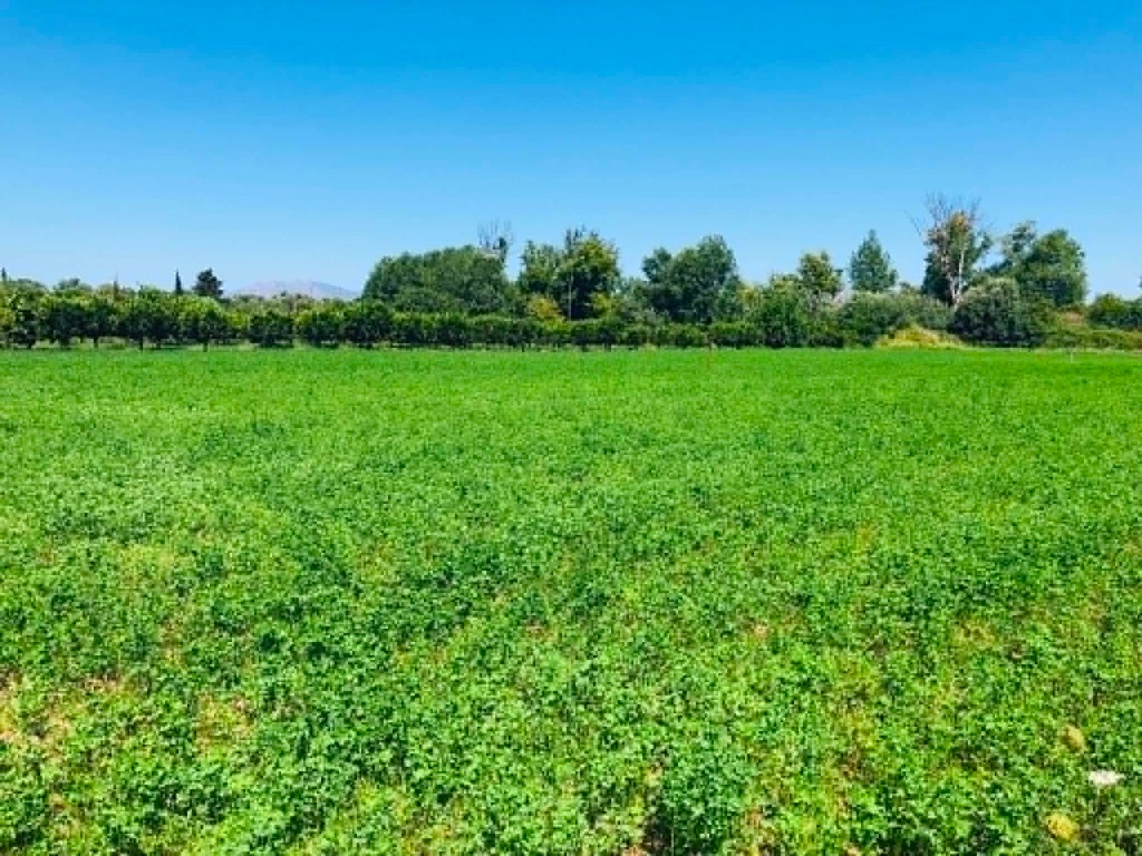 Read more about the article “Ανέβηκε” η εφαρμογή myAGRO της ΑΑΔΕ για τις ΕΑΕ 2026