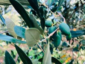 Read more about the article «Άμεση εξέταση και ενεργοποίηση διαδικασιών αποζημίωσης πληγέντων ελαιοπαραγωγών Ρεθύμνου, Λασιθίου, Ηρακλείου»