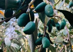Read more about the article Ανδριανός: Υπογράφηκαν οι συμβάσεις για τα υλικά δακοκτονίας 2026–2028 και ξεκίνησαν ήδη οι παραδόσεις