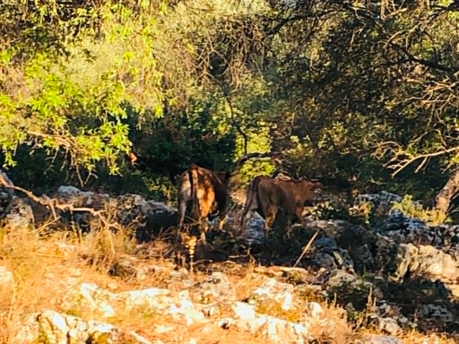 Read more about the article Αγελαδινό γάλα: Αυξημένες οι παραδόσεις το 2026
