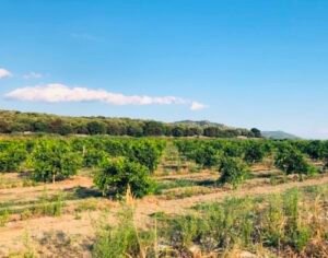 Read more about the article Προς νέα παράταση επιδότησης για diesel κίνησης