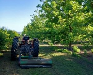 Read more about the article Το πεκάν από τον κάμπο Λεσινίου κερδίζει την προτίμηση του καταναλωτή σε Ελλάδα και εξωτερικό
