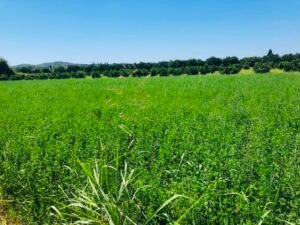 Read more about the article Μόνο σε επαγγελματίες αγρότες η ενίσχυση λιπασμάτων