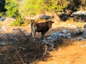 Read more about the article Kουρεμένες οι συνδεδεμένες στα μοσχάρια για το 2024