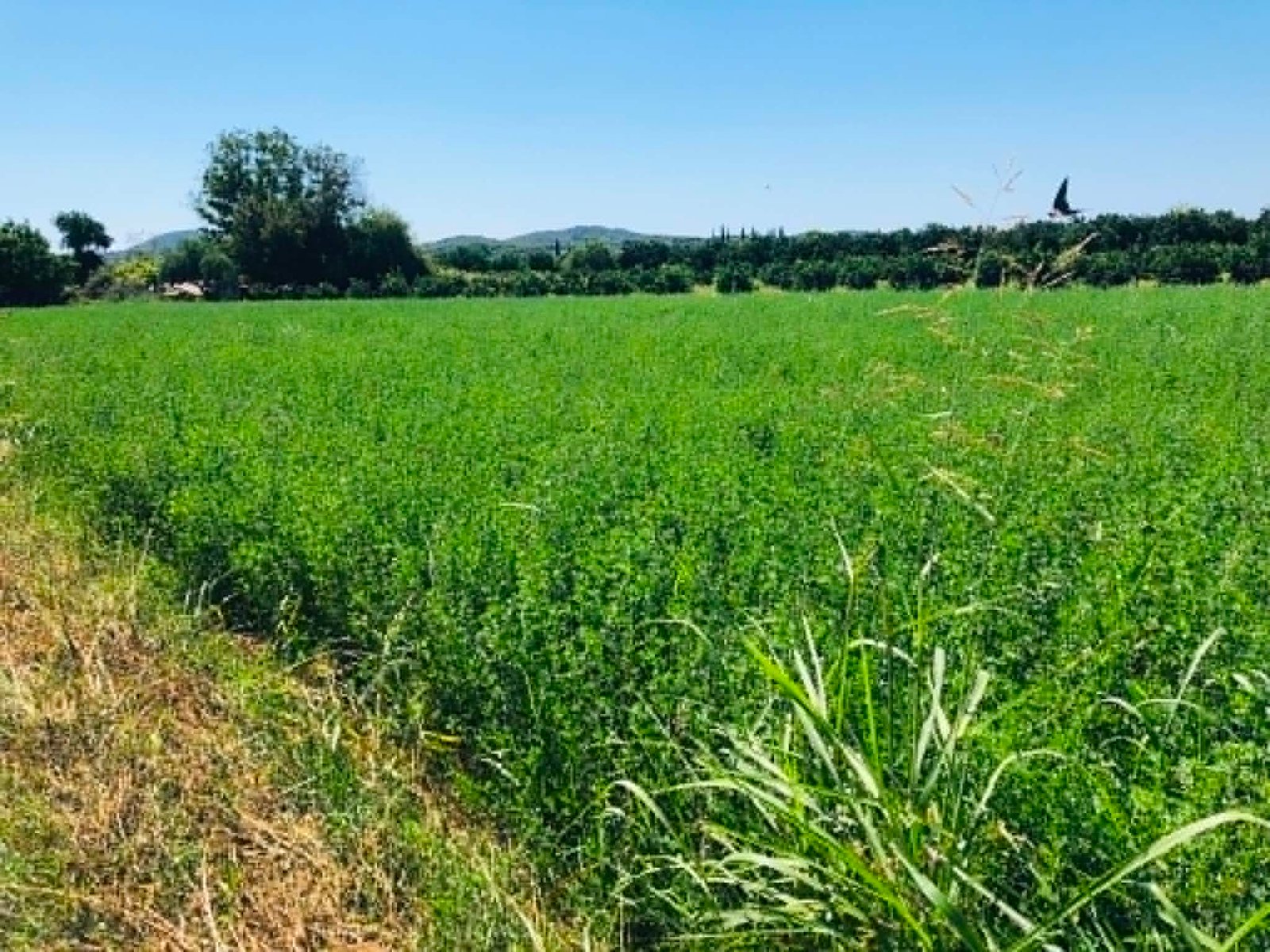 Read more about the article Το τέλος του… τέλους επιτηδεύματος αγροτών στη ΔΕΘ