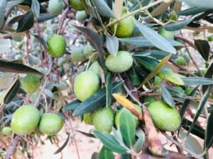 Read more about the article Ντούτσιας: Το κράτος να τρέξει άμεσα το θέμα του αντιπροσωπευτικού κόστους στη βρώσιμη ελιά