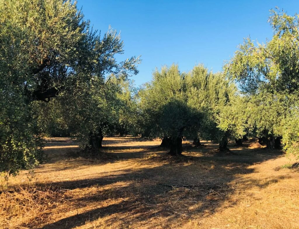 Βόρειο Αιγαίο: Διοικητικός έλεγχος αιτημάτων στήριξης για «Εγκατάσταση Γεωργών Νεαρής Ηλικίας»