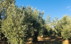 Read more about the article Χειμερινή λίπανση ελιάς: Πώς να εξασφαλίσετε υγιή δέντρα
