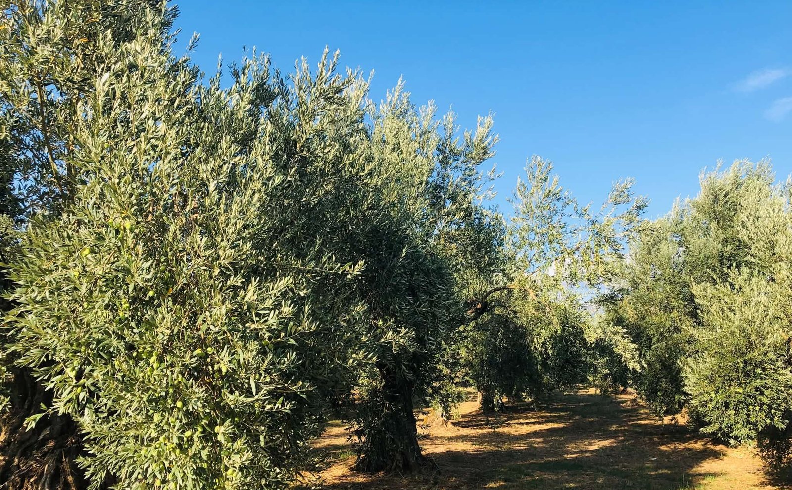 You are currently viewing Υπουργείο Γεωργίας Ισπανίας: Αρχικές εκτιμήσεις για την παραγωγή ελαιολάδου την περίοδο 2026/2027