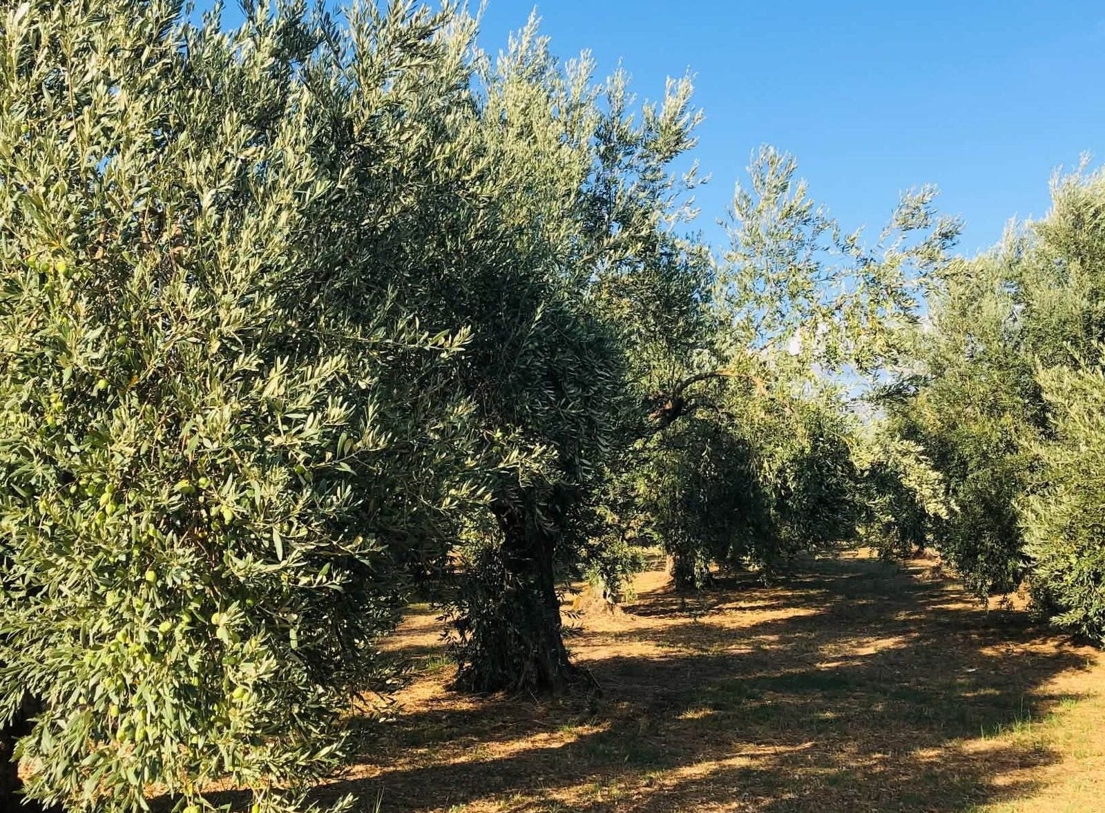 Read more about the article Μια γροθιά οι Κρητικοί για το ελαιόλαδό τους