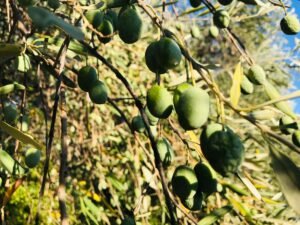 Read more about the article Ελιά Χαλκιδικής: “Γολγοθάς” η φετινή ελαιοπαραγωγική περίοδος