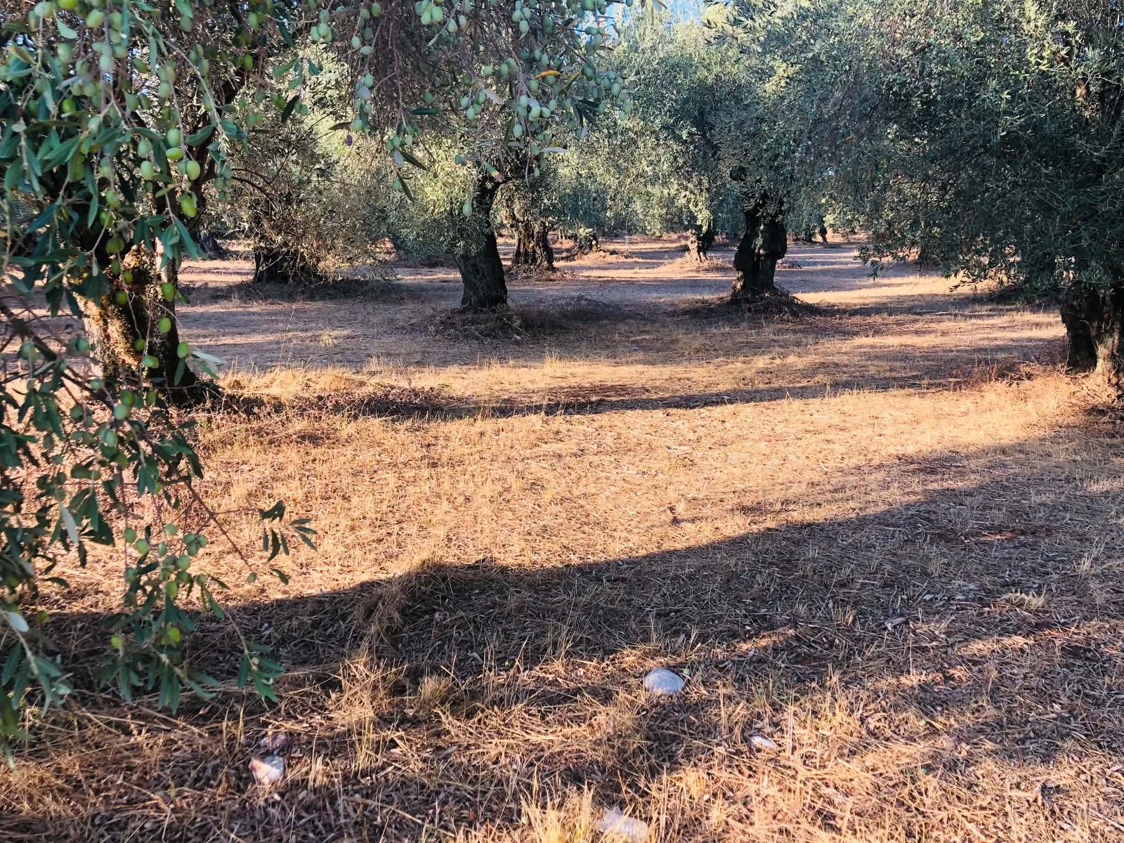 Read more about the article 100.000 τόνοι μείον η παραγωγή επιτραπέζιας ελιάς