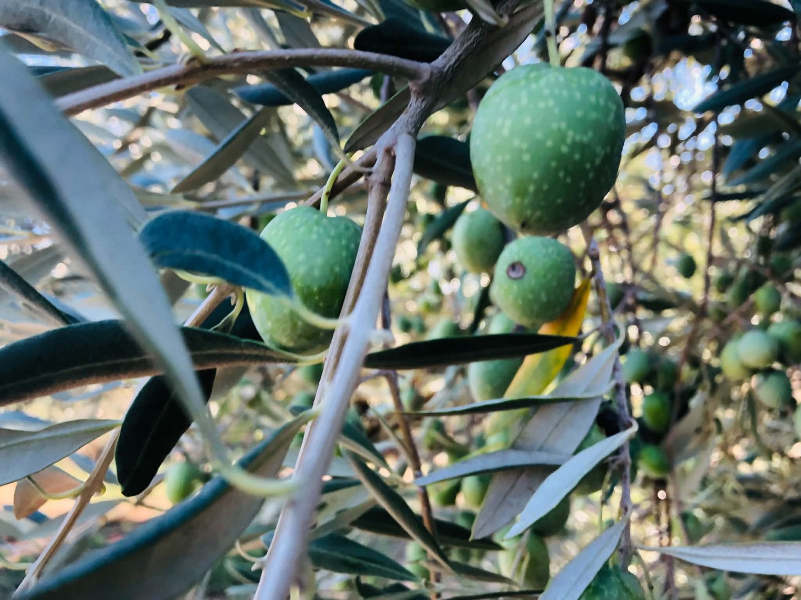 You are currently viewing Οι τιμές για τις πράσινες ελιές τελειώνουν πρόωρα τη συγκομιδή