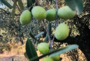 Read more about the article Ελιές Χαλκιδικής: Oι αγρότες πούλησαν με τιμές 2000 και κόστος… 2024