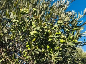 Read more about the article Ελιά Χαλκιδικής: Προβληματισμός παραγωγών εν αναμονή τιμών, σε υψηλά επίπεδα τα εργατικά