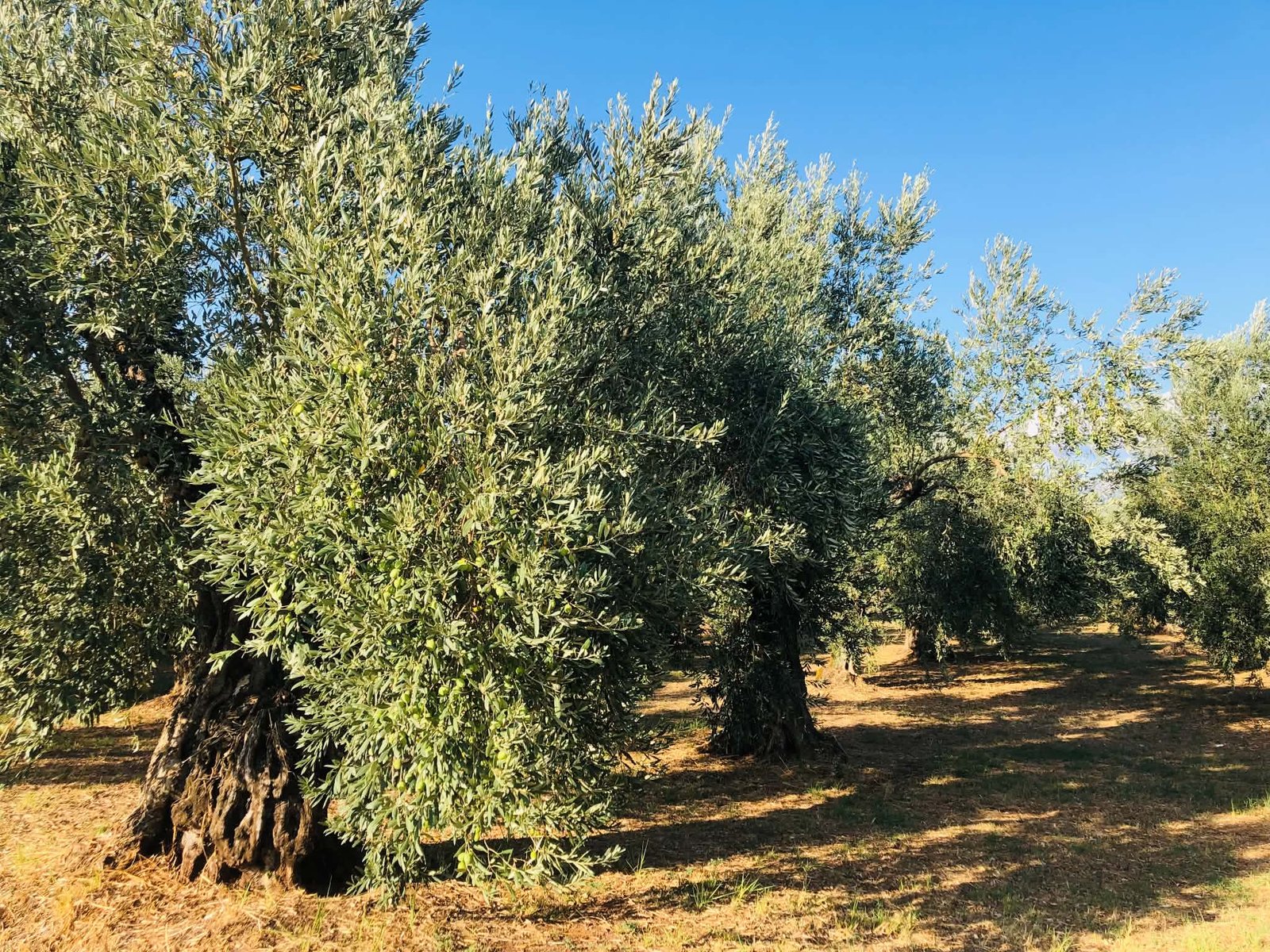 You are currently viewing Έτοιμοι για κινητοποιήσεις οι αγρότες Χαλκιδικής-στον αέρα χιλιάδες στρέμματα στο ΟΣΔΕ